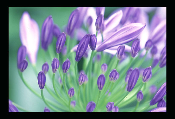 macoflwpurpleA.jpg
