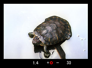 Turtle in Ipoh.jpg