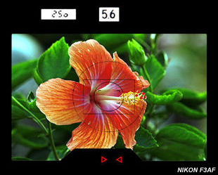 Nikon F3AF viewfinder information with Malaysian Tropical Hibiscus Flower