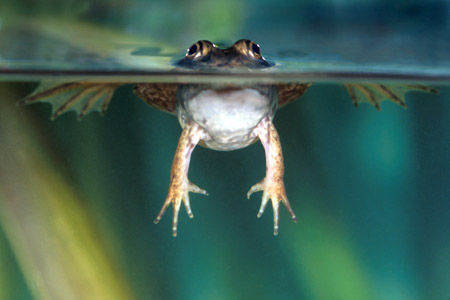 steveMAKAfroggy.jpg (48k) Loading ....