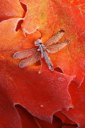 stevMAKAdragonfly.jpg (68K) Loading ...