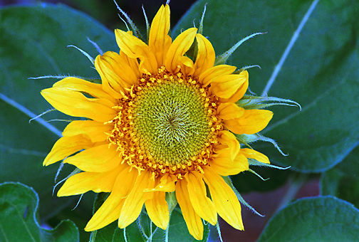 Sunflower.jpg (63k) Loading...