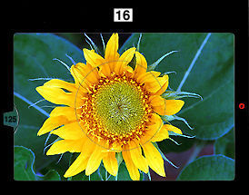 sunflowersml.jpg