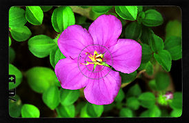 Viewflower.jpg
