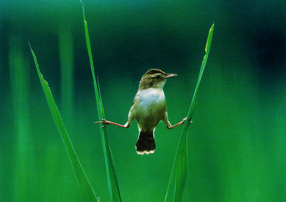 Fan-Tailed Warbler.jpg (48k) Loading now ...
