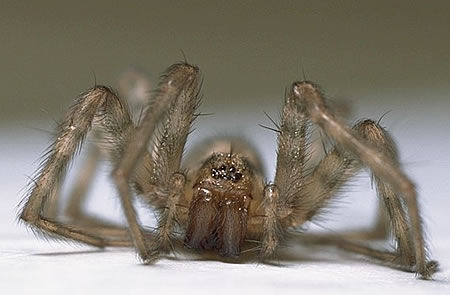 Spider.jpg (30k) Loading ....