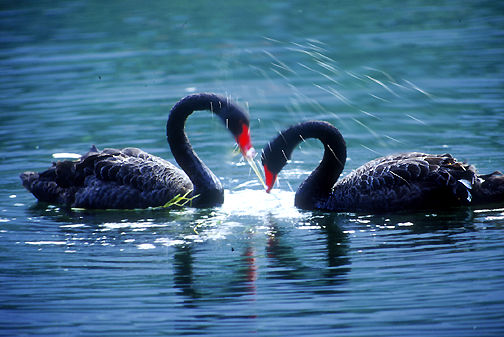swan.jpg (43k) Loading.....