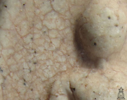 Absolute details of cracks found in a High quality, genuine Soomdet / soomdej Wat Rakang Buddhist amulet