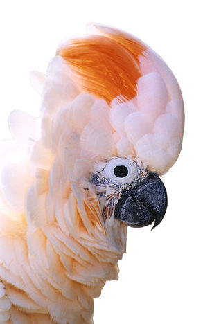 Image by: Foo Kok Kin (23k) Loading...