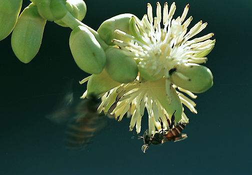 Bees & Palm.jpg (31k) Loading .....