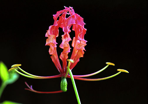 Crown.jpg (35k) Loading.........