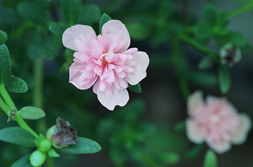 flowerpink.jpg (16k) Loading.....