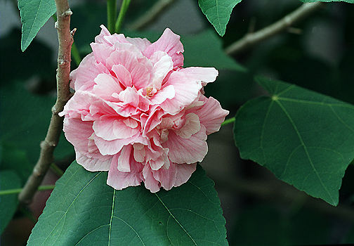 Flower.jpg (44k) Loading......