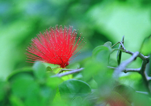 Flower.jpg (36k) Loading.....