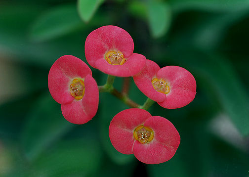 Tiny Crops.jpg (28k) Loading ........