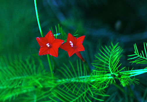 Twin Reds.jpg (35k) Loading ........