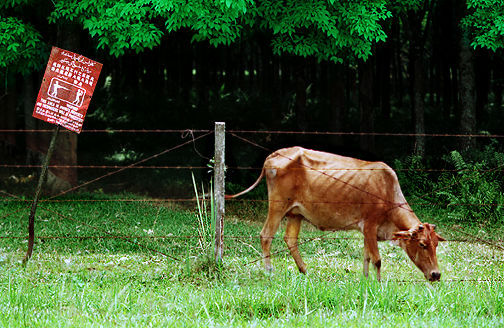 Cow.jpg (76k) Big...