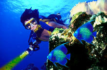sea_diving