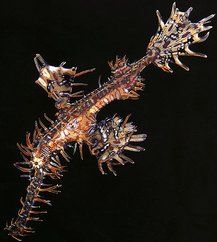 Crocodile.jpg (54k) Wait for downloading...