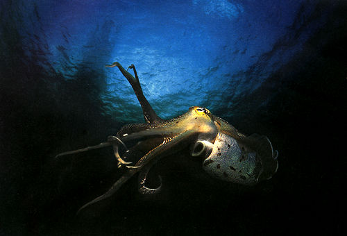 Octopus.jpg (28k)