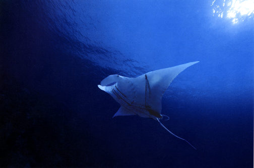 Stingray.jpg (15k)