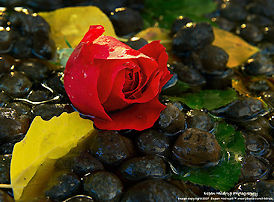 rose on the water