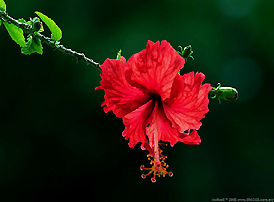 Hibiscus, Malaysian National flower