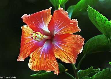 Hibiscus ina morning glories