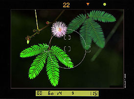 New and old interchanging season, wild flower series