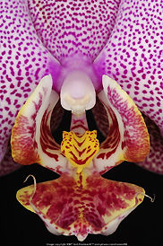 Orchid, close-up series by Bob Friedman