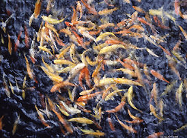 Fish carb in the pond