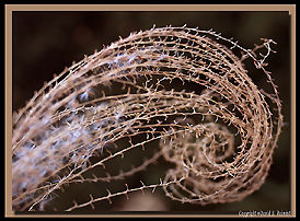 close-up of thorns with a wideangle lens