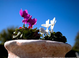 A pot of flower in the morning sun 