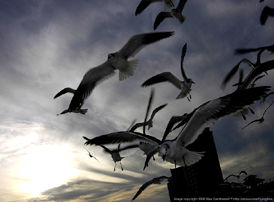 Ambient flash photography with flok of seagulls