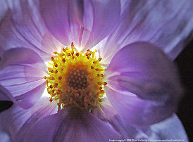 macro / close-up of flower pedals