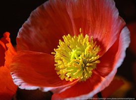 Macro view of a flower with close-up kit