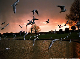 ambient fill falsh with 45mm Nikkor f/2.8P