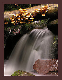 flowing water and some mushroom
