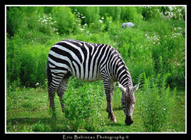 Nicole Hu, rennovation site