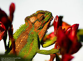 ant in high magnification