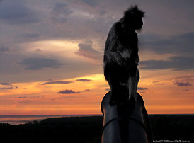 monkey at the canon on Kuala Selangor