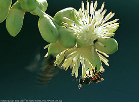 Bees and palm flower