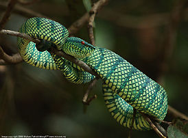 Snake in Tropical forest