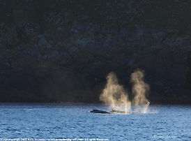 Whale breathing at sea bay