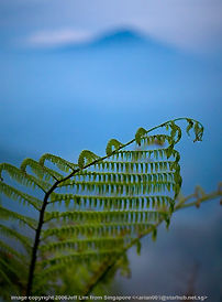 Fern with depth of field