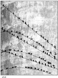 Birds on the wire