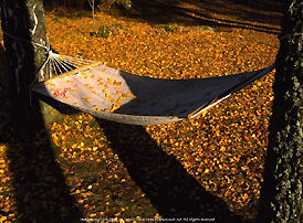 Rest at evening, under the tree