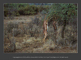 Flash for wildlife photography