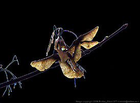 Macrophotography, backlit photo