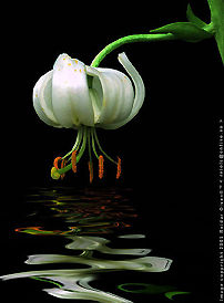 Flower reflection in the water